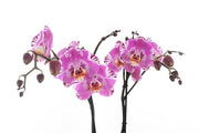 Phalaenopsis Victorio
