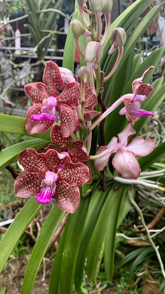 Vanda Mimi Palmer 'Pink'