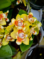 Load image into Gallery viewer, Phalaenopsis Anmio Yellow Bat 'AN-6605'