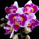Carica l'immagine nel visualizzatore Galleria, Phalaenopsis Lioulin Grape (peloric - 3 lips)