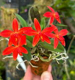 Load image into Gallery viewer, Laelia milleri x Sophronitis riograndensis - Brazil Import