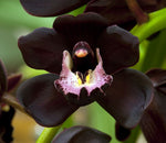 Carica l&#39;immagine nel visualizzatore Galleria, Cymbidium Kiwi Midnight &#39;Geyserland&#39;
