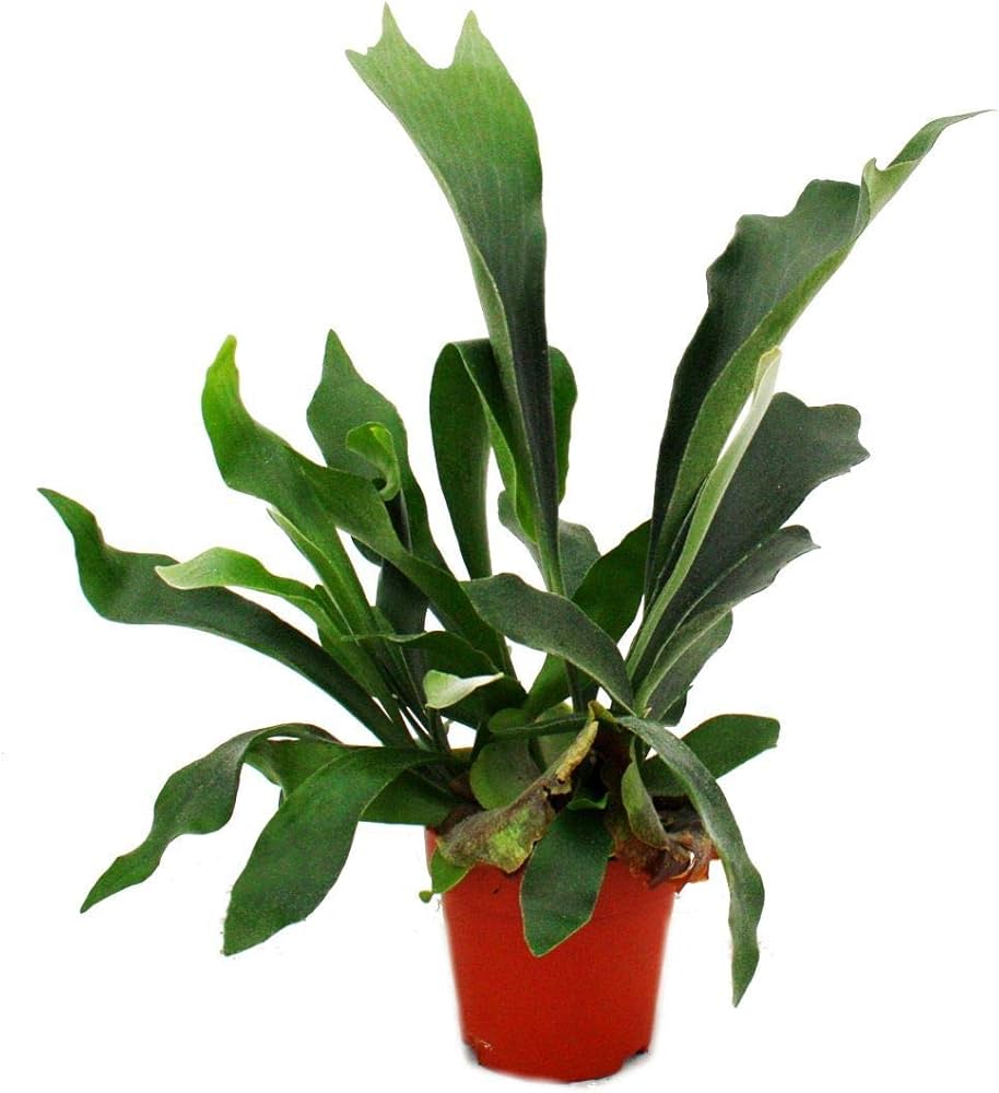 Platycerium bifurcatum – Giulio Celandroni Orchidee