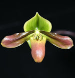 Load image into Gallery viewer, Paphiopedilum mastersianum