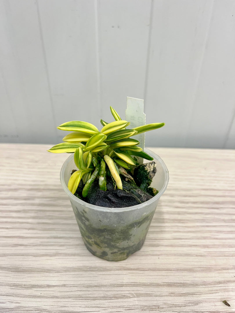 Neofinetia falcata 'Chwiwolho' 취월호 翠月湖 - BIG 1