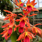 Load image into Gallery viewer, Cattlianthe Taiwan Sunset "Yuan Dung"