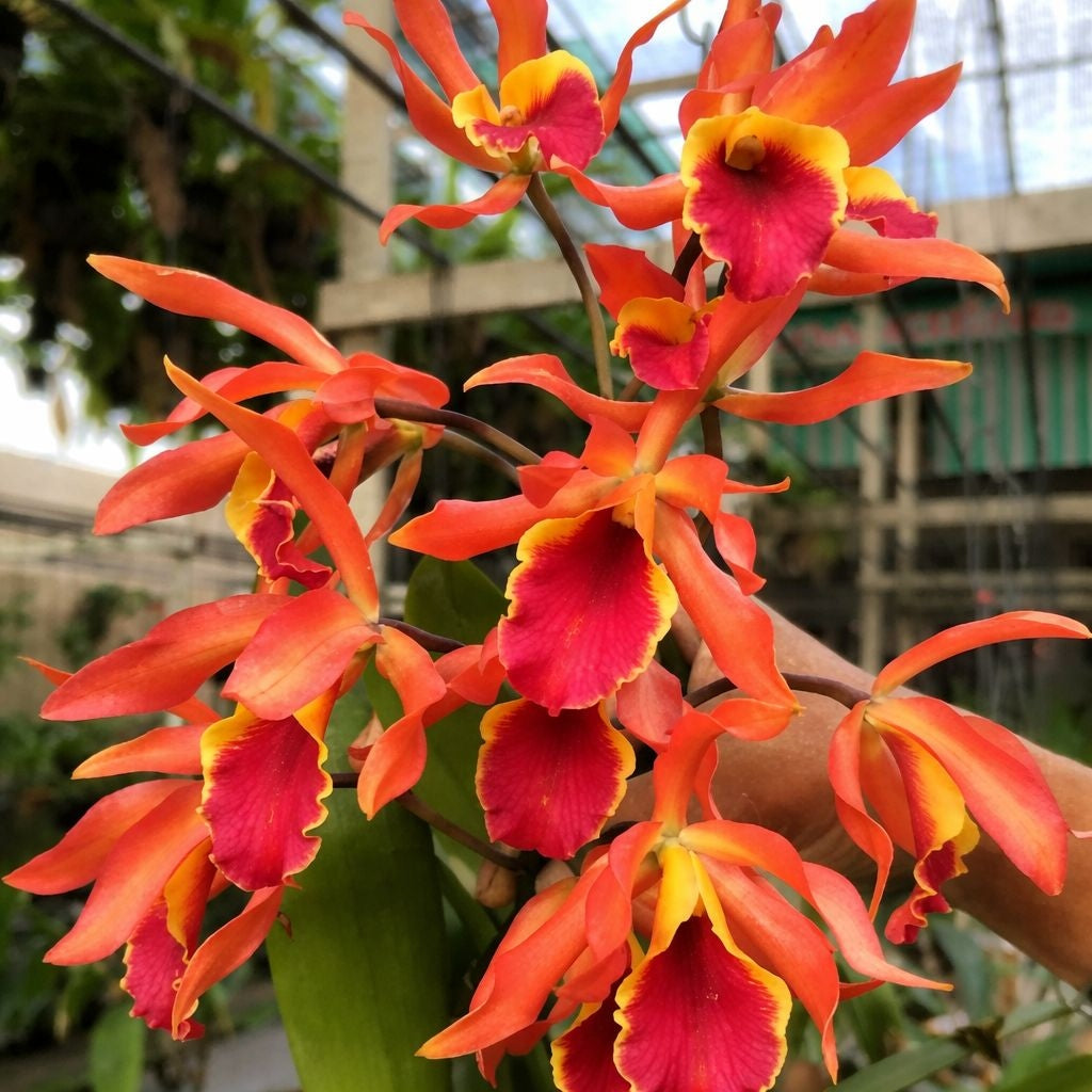 Cattlianthe Taiwan Sunset "Yuan Dung"