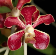 Vanda mariae x tessellata