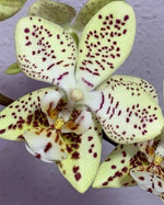 Load image into Gallery viewer, Phalaenopsis Harto Kolopaking (viridis x stuartiana var. punctatissima)