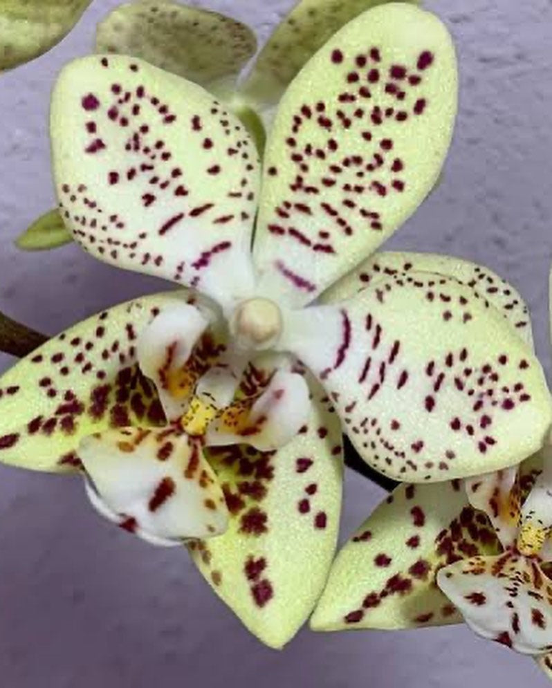 Phalaenopsis Harto Kolopaking (viridis x stuartiana var. punctatissima)