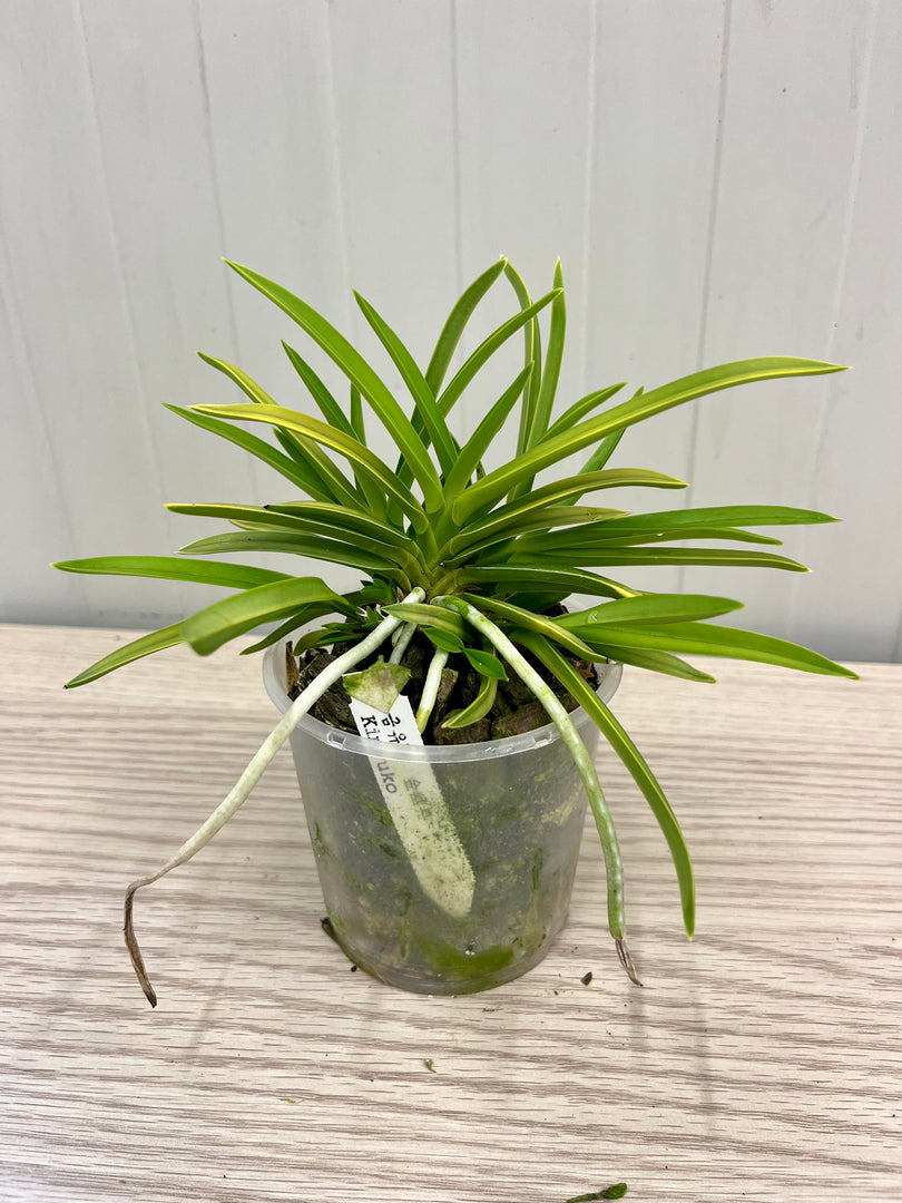 Neofinetia falcata 'Kinyuko' 金幽晃 - BIG