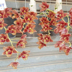 Load image into Gallery viewer, Fredclarkeara After Dark 'Sunset Valley Orchids' FCC/AOS
