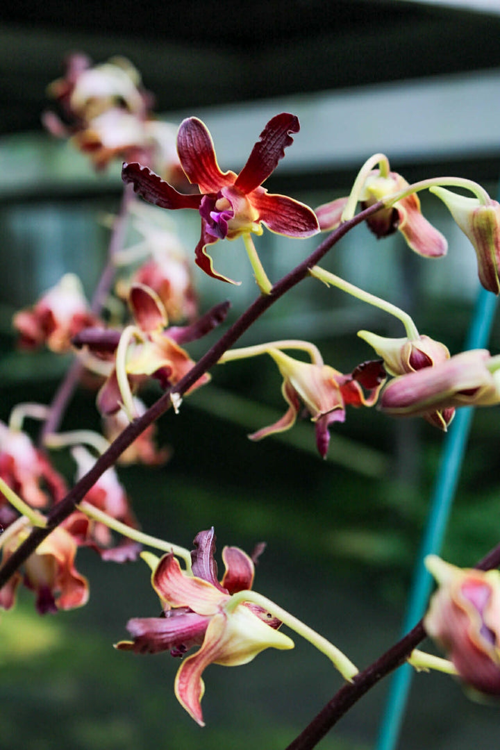 Dendrobium Spatulata Hybrid