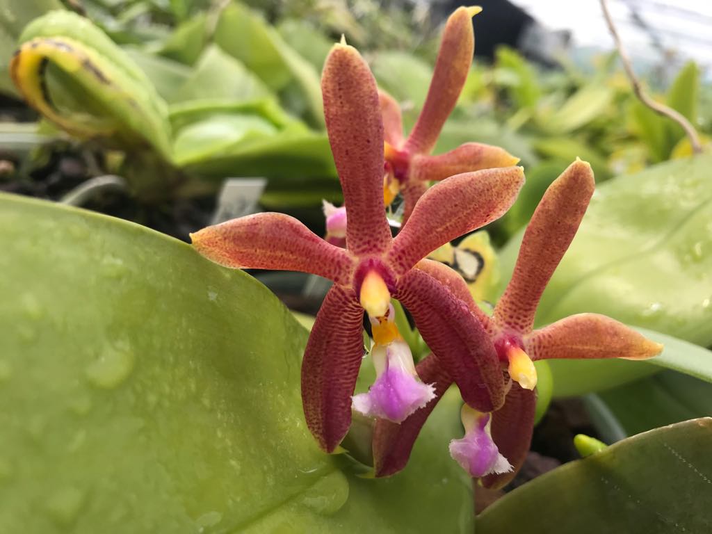 Phalaenopsis mannii x bellina