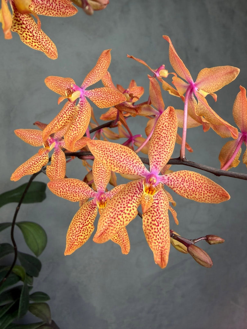 Renanthopsis Mildred Jameson (Renanthera monachica x Phalaenopsis stuartiana)