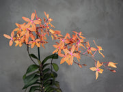 Renanthopsis Mildred Jameson (Renanthera monachica x Phalaenopsis stuartiana)