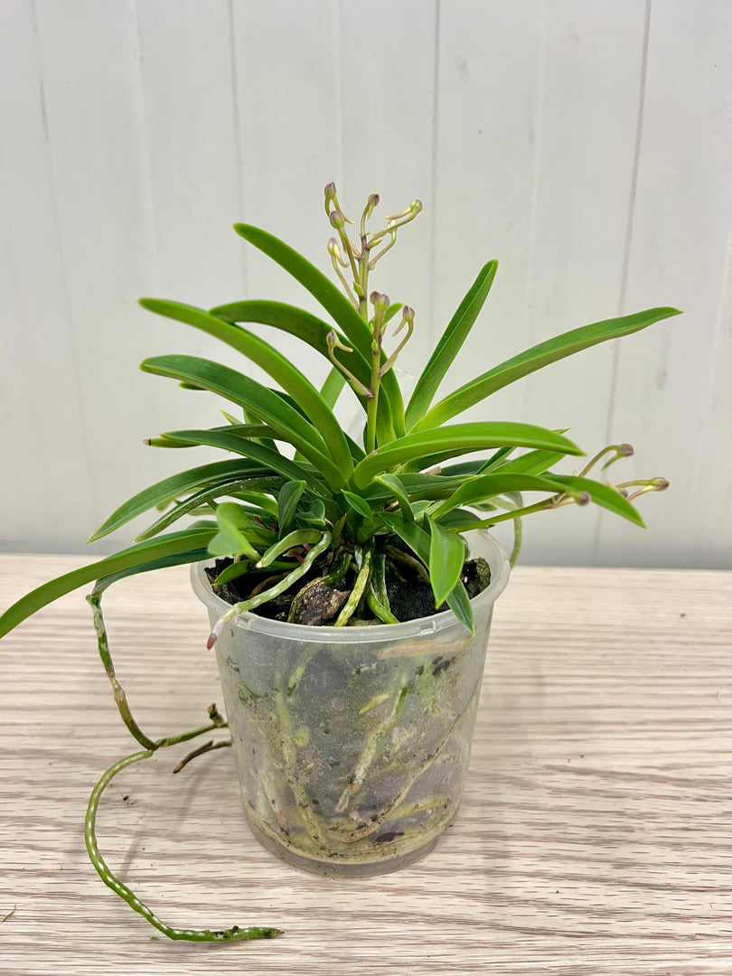 Neofinetia falcata 'Wonhong' 원홍 元紅 - BIG