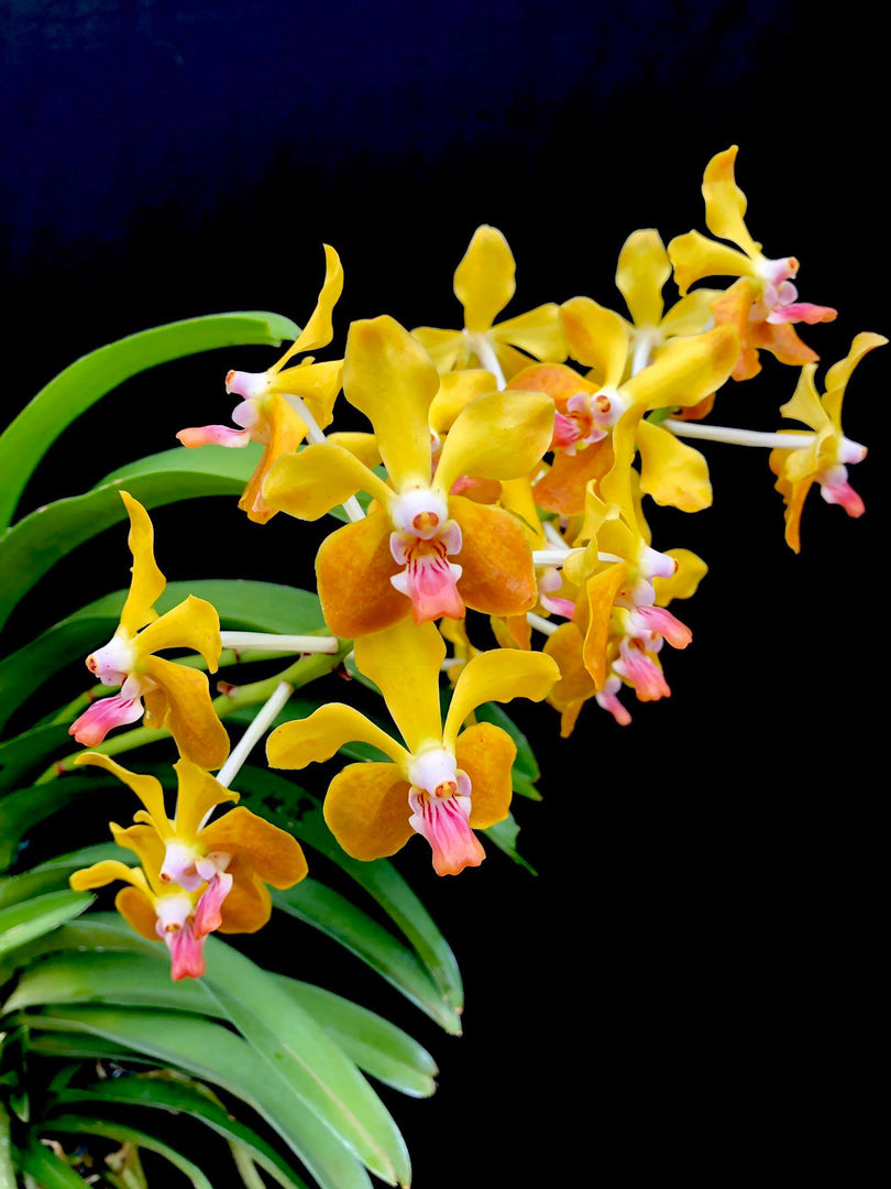 Vanda M.V. Tannins