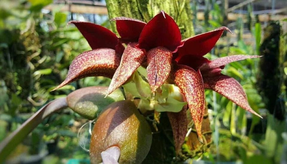 Bulbophyllum frostii x Bulbophyllum phalaenopsis