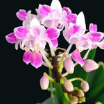 Carica l'immagine nel visualizzatore Galleria, Phalaenopsis equestris 'Pink Anchor' (peloric)