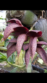 Chargez l'image dans la visionneuse de galerie, Bulbophyllum frostii x Bulbophyllum phalaenopsis
