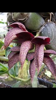 Bulbophyllum Hercules (B. phalaenopsis x B. macrobulbon)
