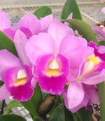 Carica l&#39;immagine nel visualizzatore Galleria, RLC Jairak Boy
