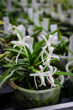 Load image into Gallery viewer, Neofinetia falcata 'Keigetsu' 계월 桂月