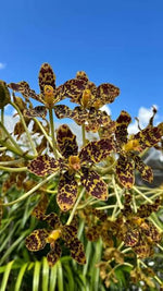 Load image into Gallery viewer, Grammatophyllum speciosum