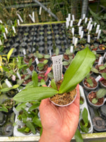 Load image into Gallery viewer, Phalaenopsis OH Pink Obsession "OH" SM/DOG MERISTEM
