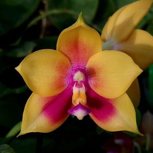 Phalaenopsis Hawaii Dragon Girl x LD's Bear Queen