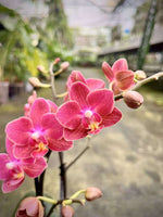 Load image into Gallery viewer, Phalaenopsis Daisy Rose
