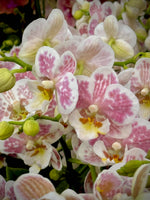 Load image into Gallery viewer, Phalaenopsis Spotty Brigitte