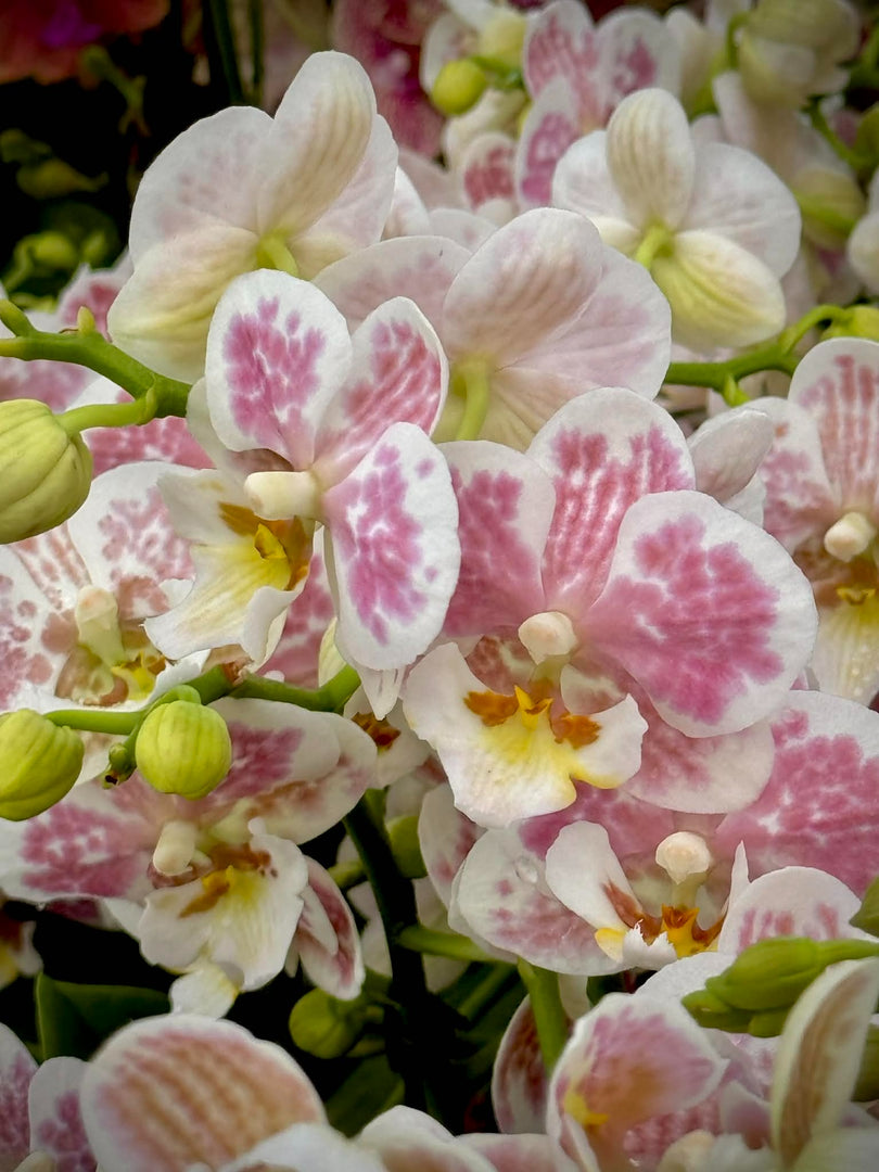 Phalaenopsis Spotty Brigitte