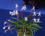 Load image into Gallery viewer, Neofinetia falcata 'Hanakanzashi' 花簪