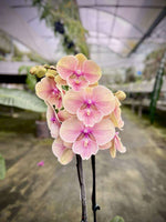 Carica l&#39;immagine nel visualizzatore Galleria, Phalaenopsis Orange Comet
