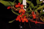 Load image into Gallery viewer, Maxillaria sophronitis