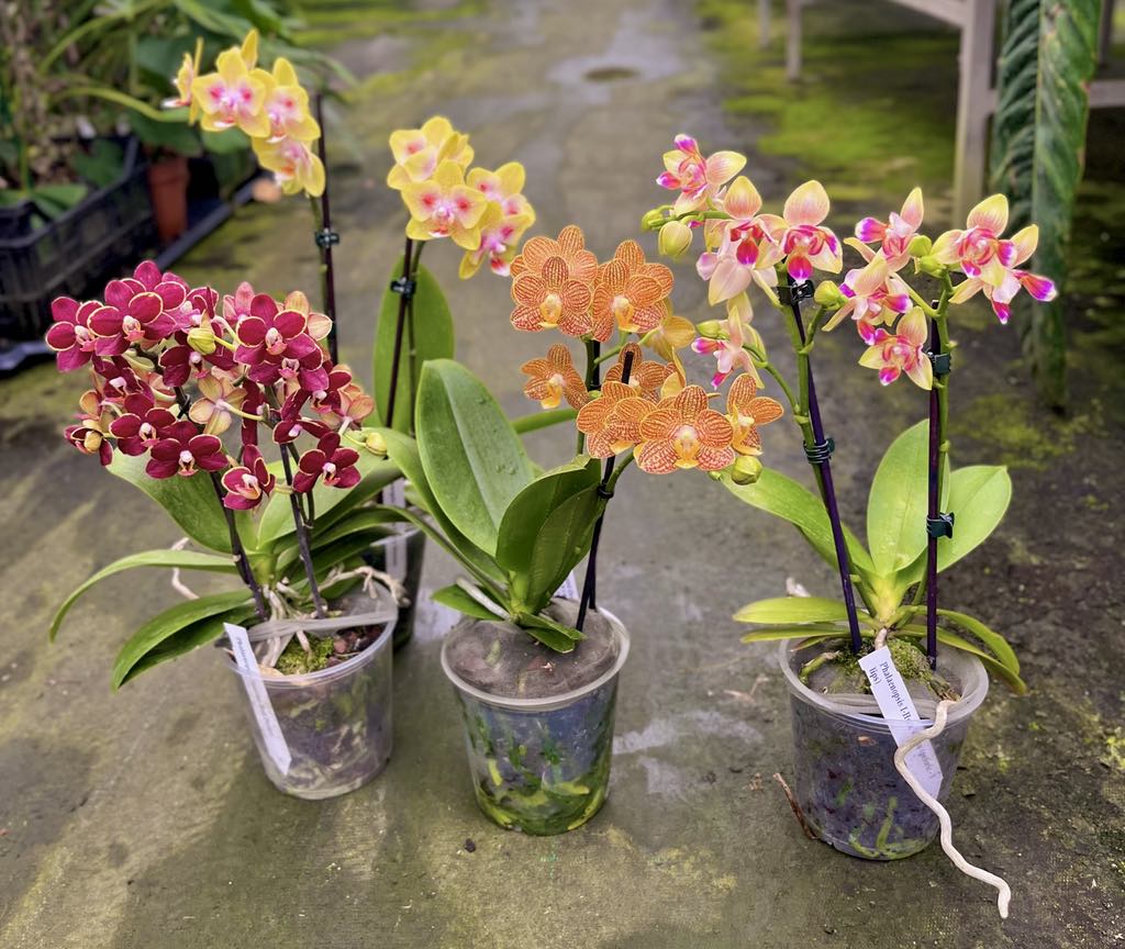 OFFERTA PHALAENOPSIS WELCOME SUMMER