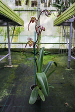Load image into Gallery viewer, Paphiopedilum Winter Pearl (Magic Lantern xemernii var. huonglanae)