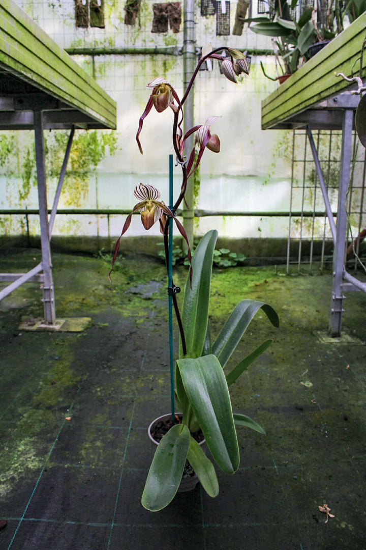 Paphiopedilum Winter Pearl (Magic Lantern xemernii var. huonglanae)