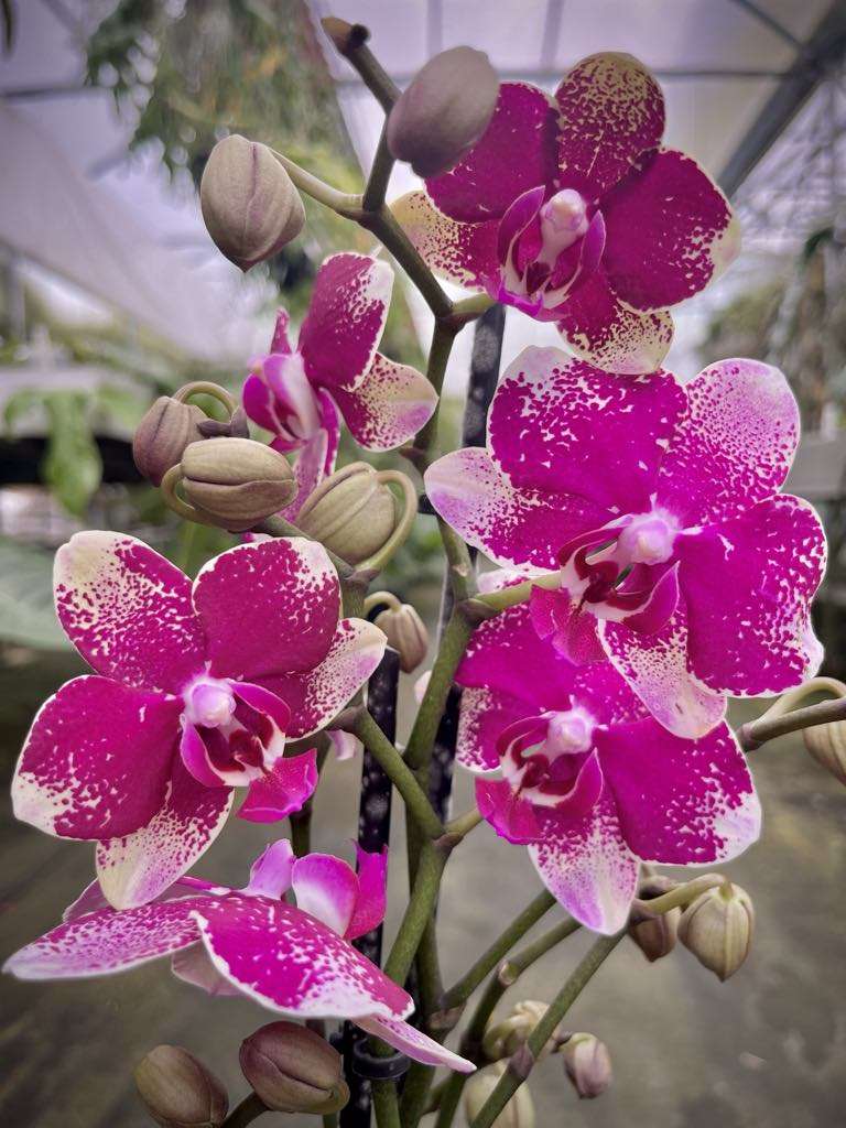 Phalaenopsis Diva = Rombley