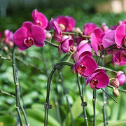 Mollette ferma-stelo