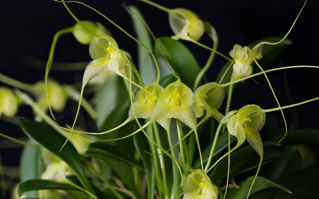 Masdevallia nidifica f. alba