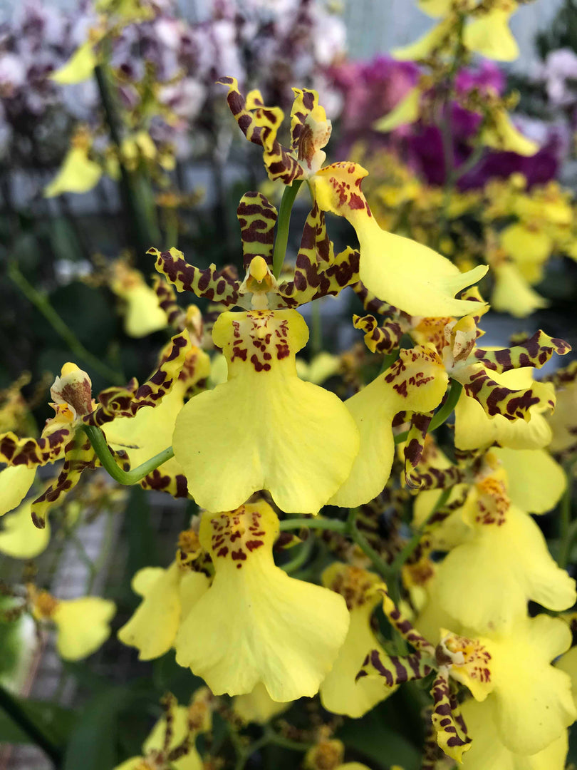 Oncidesa Jiuhbao Gold 'Tainan' AM/AOS