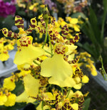 Carica l'immagine nel visualizzatore Galleria, Oncidesa Jiuhbao Gold 'Tainan' AM/AOS