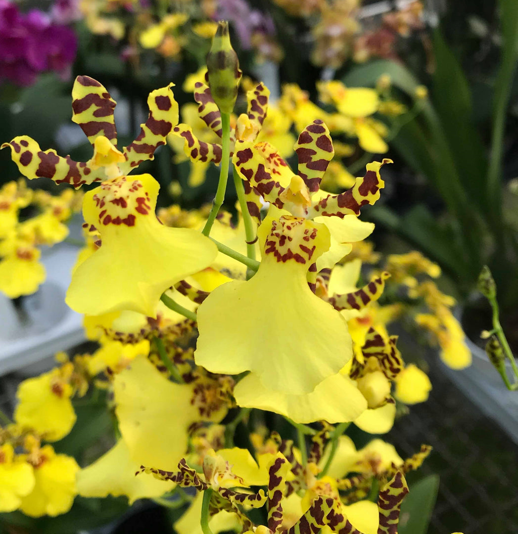 Oncidesa Jiuhbao Gold 'Tainan' AM/AOS