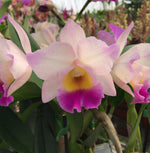 Carica l&#39;immagine nel visualizzatore Galleria, Cattleya Rainbow
