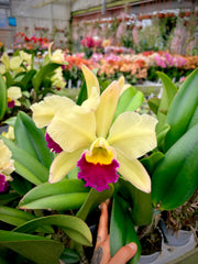 Brassolaeliocattleya Pratum Green 'Boonserm' HCC/AOS