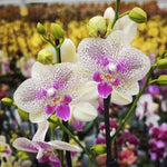 Carica l'immagine nel visualizzatore Galleria, Phalaenopsis Sparkling Spot - Big Lip