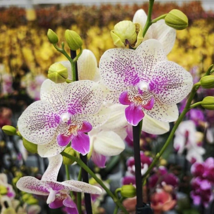 Phalaenopsis Sparkling Spot - Big Lip